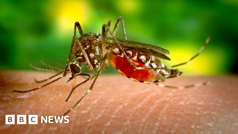 Dengue: What is the mosquito-borne disease that Sri Lanka is using drones to fight? Dengue: What is the mosquito-borne disease that Sri Lanka is using drones to fight?