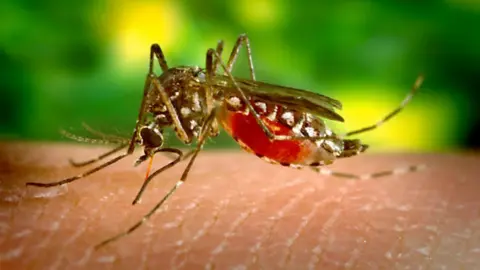 Getty Images Female Aedes aegypti mosquito, a carrier of the Dengue fever