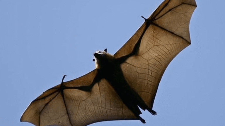 Rabid bat found near playground at Renton’s Gene Coulon Park, health officials say Rabid bat found near playground at Renton’s Gene Coulon Park, health officials say