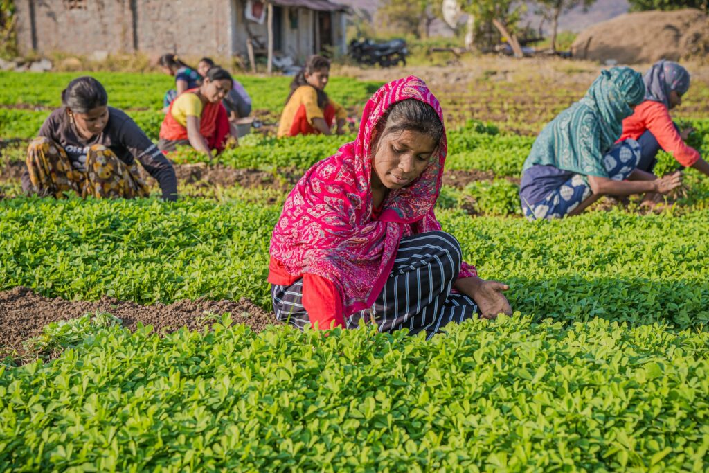 a group of women working in a field