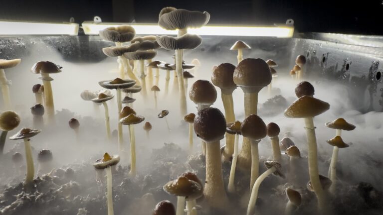 The market for psychedelic drugs to treat mental health conditions gets a big buy signal The market for psychedelic drugs to treat mental health conditions gets a big buy signal