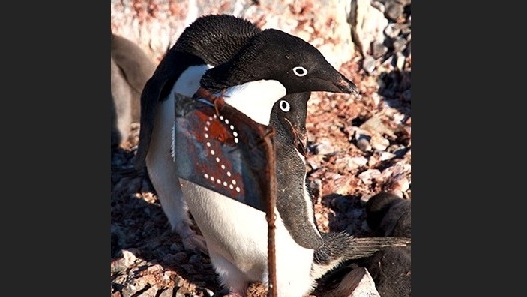 Stony Brook researchers using NASA satellite images to study diet of Adélie penguins in Antarctica Stony Brook researchers using NASA satellite images to study diet of Adélie penguins in Antarctica