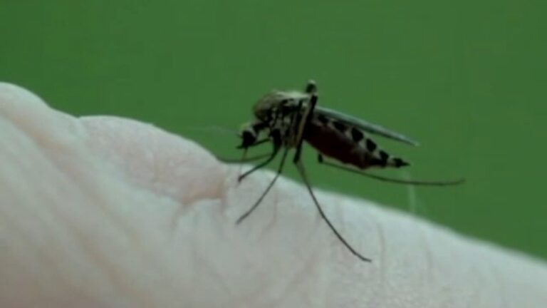 LA County officials urge mosquito precautions after first human West Nile case