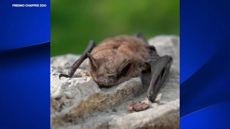 Fresno Chaffee Zoo confirms 2 rabies Fresno Chaffee Zoo confirms 2 rabies