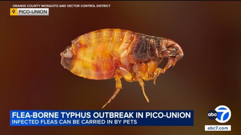 Flea-borne typhus outbreak in Pico-Union prompts warning from LA County health officials