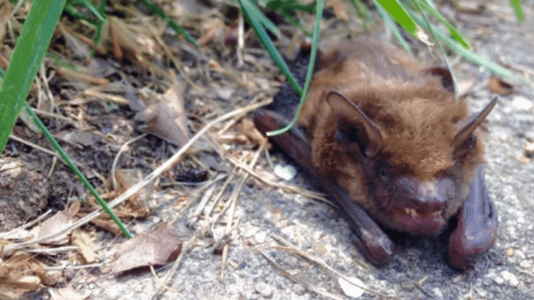 Rabid bat found near UW campus in Seattle ; public urged to seek care after any contact Rabid bat found near UW campus in Seattle ; public urged to seek care after any contact