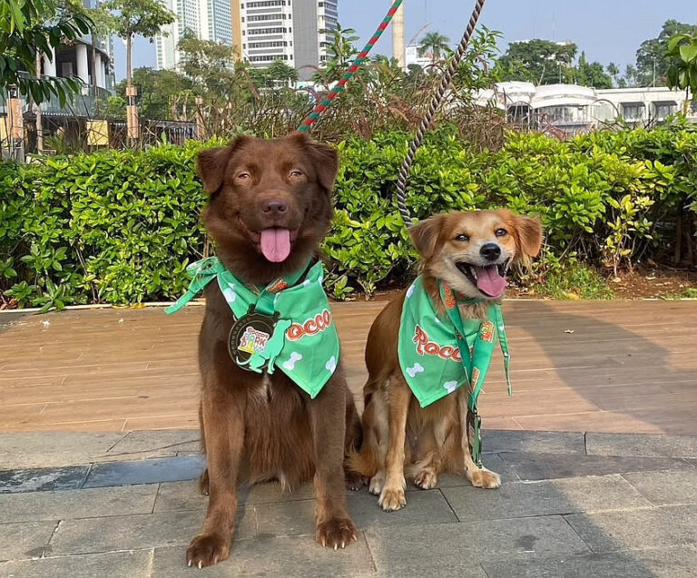 More than love: The real costs of owning a dog - Lifestyle