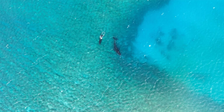 7/24/26 – POTENTIAL PUBLIC HEALTH RISKS FROM WHALE CARCASS OFF SOUTH SHORE OF MOLOKAʻI 7/24/26 – POTENTIAL PUBLIC HEALTH RISKS FROM WHALE CARCASS OFF SOUTH SHORE OF MOLOKAʻI