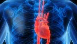 Senator Lindsey Graham’s reported death brings attention to rare aortic rupture Senator Lindsey Graham’s reported death brings attention to rare aortic rupture