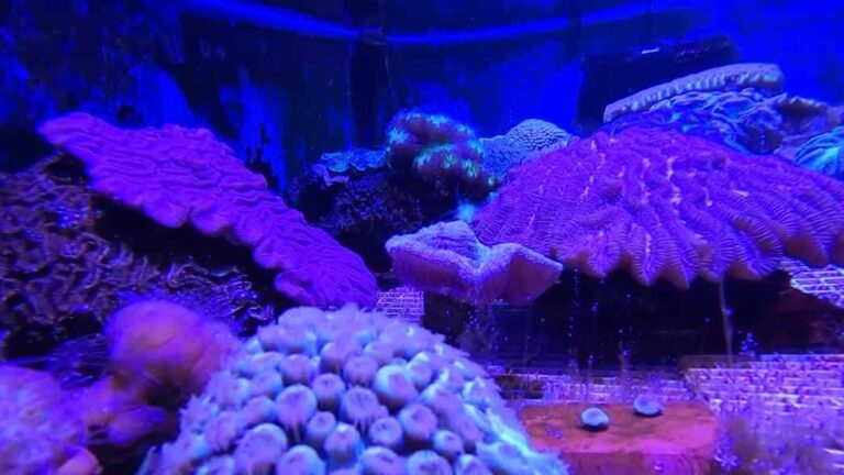 Blank Park Zoo joins effort to save Florida coral reef from deadly disease