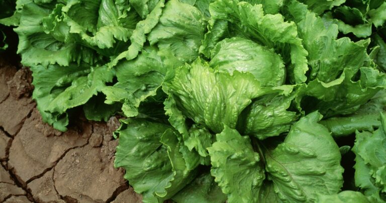 Iceberg lettuce supplier investigated as possible source in cyclosporiasis outbreak