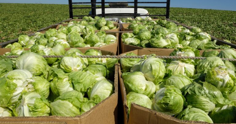 Cyclosporiasis outbreak expands to 9 states Cyclosporiasis outbreak expands to 9 states