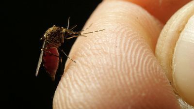 Still Image of Mosquito Sucking Blood Photo Credit Storyblocks.jpg