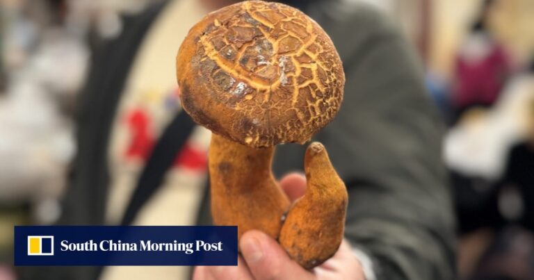US$1,100 Yunnan mushrooms, Hong Kong legend Bowie Woo: 7 Lifestyle highlights
