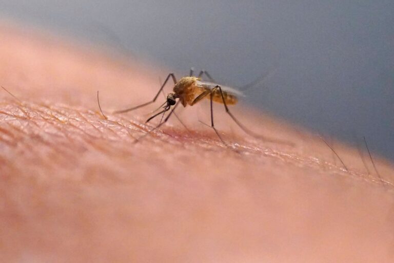 West Nile Virus detected in Jamaica Plan mosquito sample, health officials say
