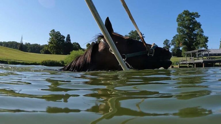 Reisterstown farm uses water workouts to help racehorses heal Reisterstown farm uses water workouts to help racehorses heal