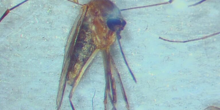 West Nile virus detected in Beaufort County; health officials offer prevention tips West Nile virus detected in Beaufort County; health officials offer prevention tips