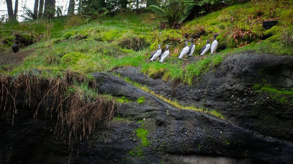 An image of the habitat on January 7, 2021.  (Photo/Katie Cotterill) Point Defiance Zoo & Aquarium.
