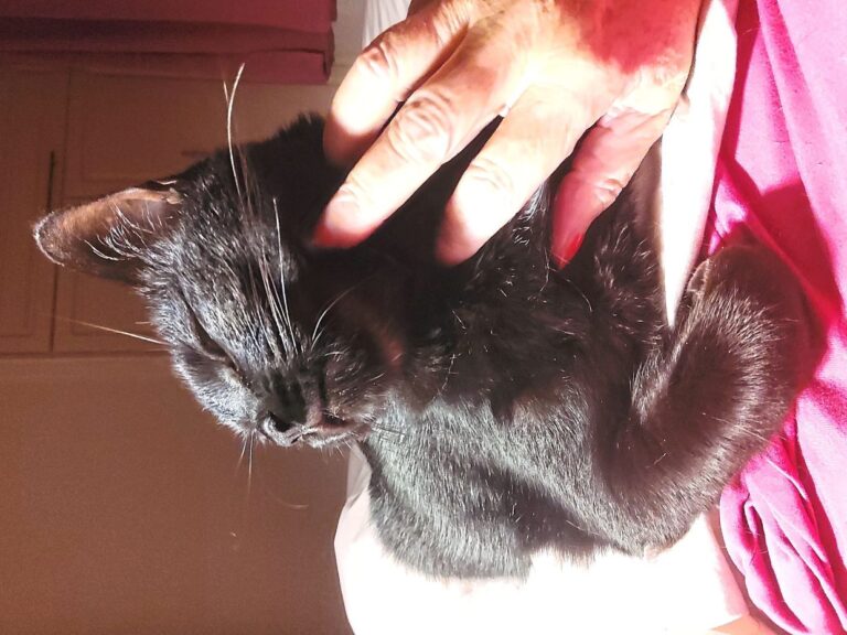 Katz Tales: Putting our cat on a diet sparks a war of wills Katz Tales: Putting our cat on a diet sparks a war of wills