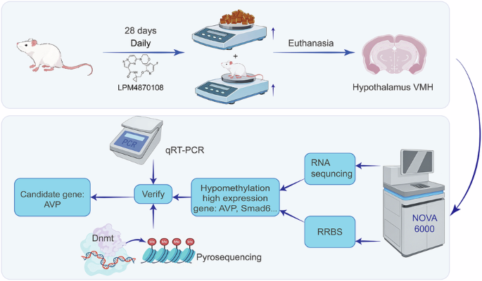 Integrative multi-omics analysis of DNA methylome and transcriptome in a tyrosine kinase inhibitor LPM4870108-induced rat model of obesity Integrative multi-omics analysis of DNA methylome and transcriptome in a tyrosine kinase inhibitor LPM4870108-induced rat model of obesity