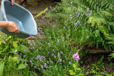 Watering plants in a garden using a washing-up bowl