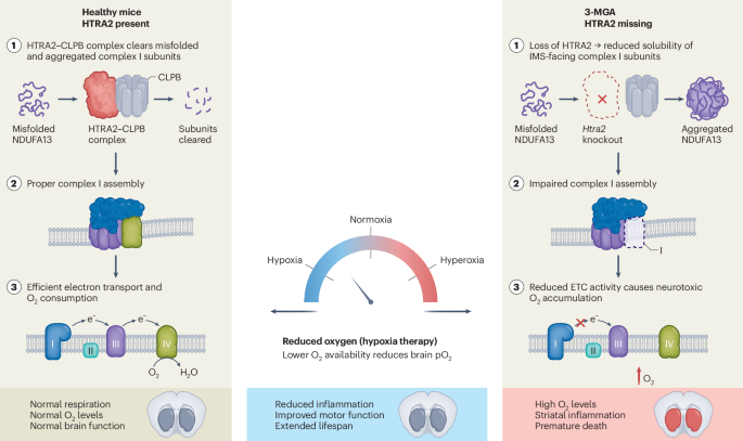 Oxygen relief for a proteostasis-driven disease associated with mitochondrial complex I dysfunction Oxygen relief for a proteostasis-driven disease associated with mitochondrial complex I dysfunction