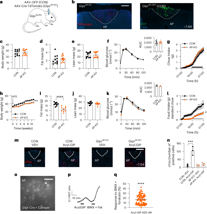 Distinct brain regions mediate regulation of food intake in response to GIPR agonism or antagonism Distinct brain regions mediate regulation of food intake in response to GIPR agonism or antagonism