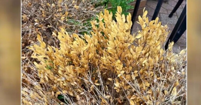 'Pandora's box has been opened': Disease, pests eviscerating Michigan boxwoods