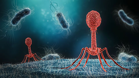 In orbit, viruses evolve new ways to kill bacteria