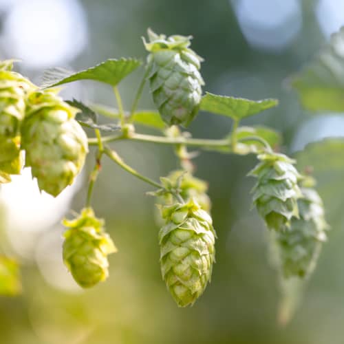 A bitter extract from hop flowers are used to make Calocurb.