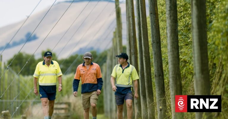 Pints to pills: how New Zealand hops can fight obesity