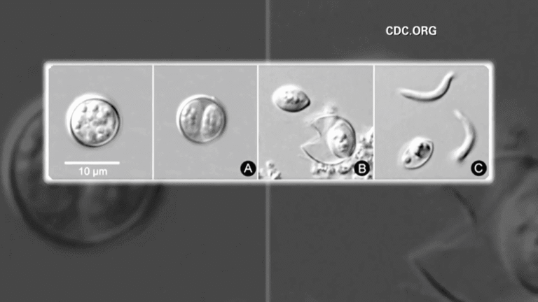 Cyclospora outbreak persists as Tri