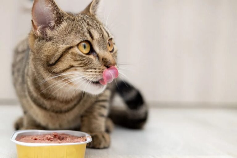 Nestlé Purina invests CHF520M in Italian pet nutrition facility amid booming EU demand Nestlé Purina invests CHF520M in Italian pet nutrition facility amid booming EU demand