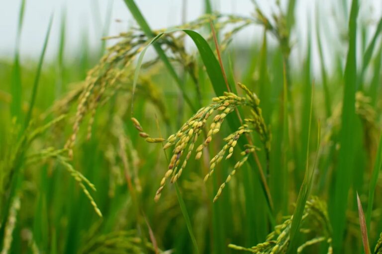 Hidden hunger affects two billion people, review calls for biofortification