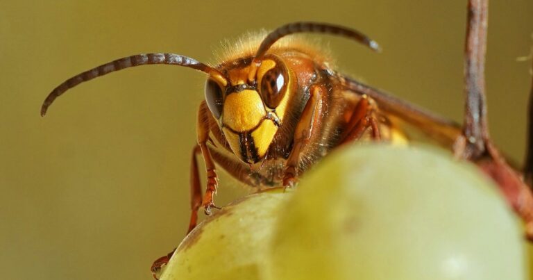 Buzz Off! 7 Ways To Send Wasps Packing Buzz Off! 7 Ways To Send Wasps Packing