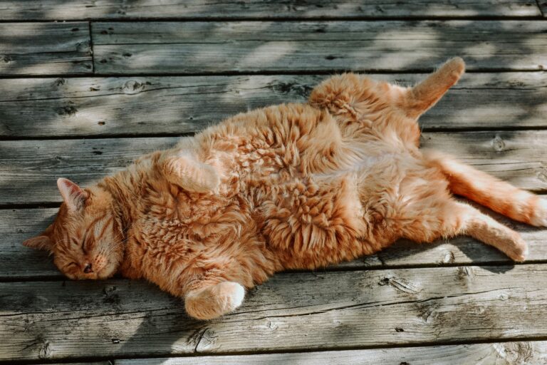 Cats could benefit from weight loss medications. The first tests are already underway. Cats could benefit from weight loss medications. The first tests are already underway.