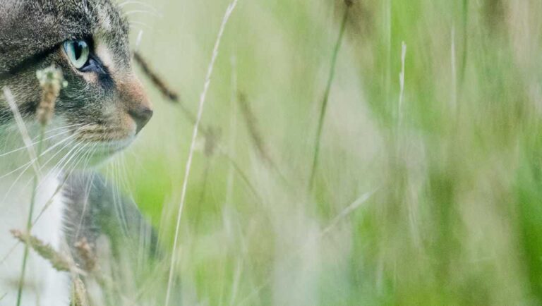 Heads up, cat owners: This deadly tick-borne disease has been found in Kansas City