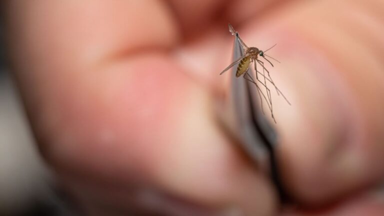 Two more West Nile cases confirmed in El Paso involve patients in their 70s, officials say Two more West Nile cases confirmed in El Paso involve patients in their 70s, officials say