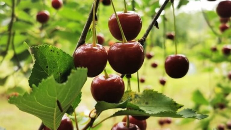 Dr. Maya Rosman recommends this summer fruit