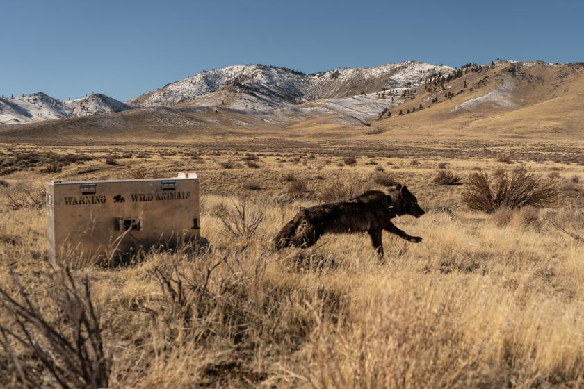 A newly collared wolf from the Beyem Seyo pack is released close to where she was captured by the helicopter team, January 2025. (Photo credit: Malia Brytus/California Wolf Project)