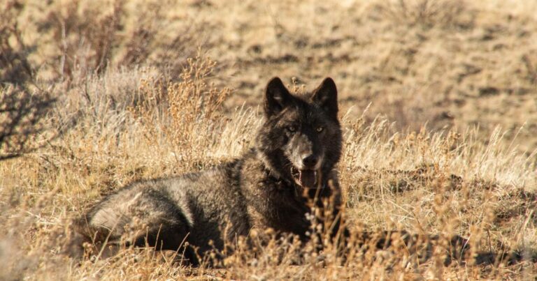 These wolves returned to California, but their eating habits have sparked alarm