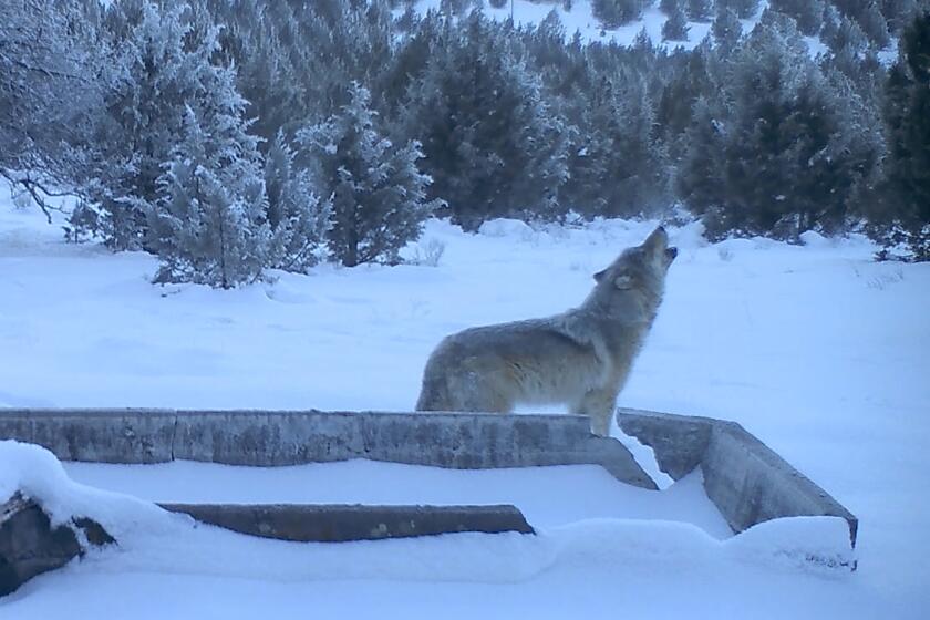 A December 2025 surveillance camera screen shot of a wolf howling in Northern Calif.