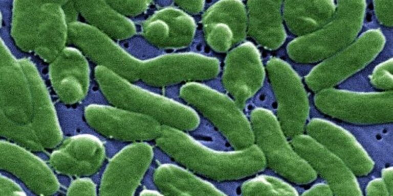 Deadly infection: Florida reports first rare, flesh Deadly infection: Florida reports first rare, flesh