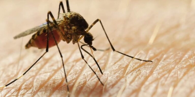 Case of rare, serious viral illness spread by mosquitos confirmed in Upstate