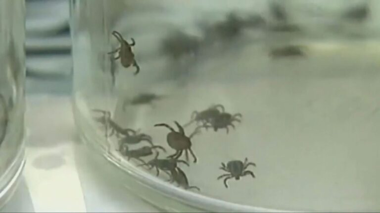 Mizzou researchers develop rapid test for deadly tick
