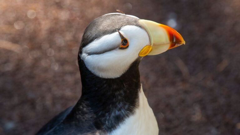Point Defiance Zoo shuts puffin habitat after three deaths, avian disease suspected