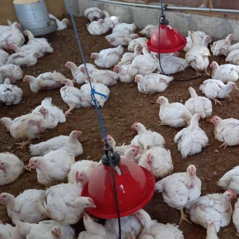 Cayman Islands confirms poultry disease outbreak, says no risk to humans
