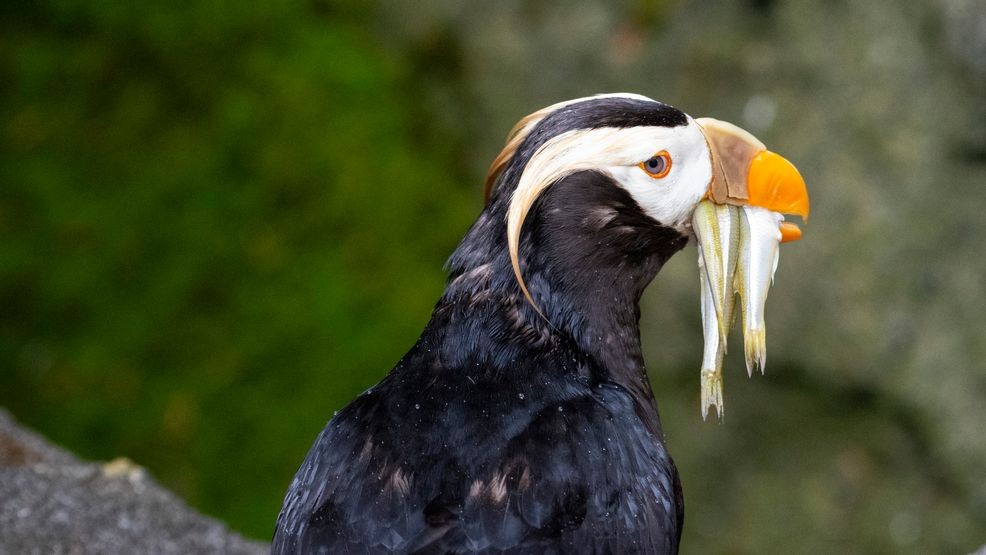 An image of a puffin feasting on June 8, 2023. (Katie G. Cotterill/Point Defiance Zoo & Aquarium)