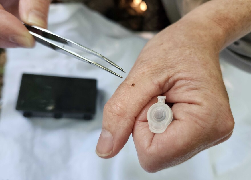 Deb Hudman with the Missouri Department of Conservation discovered a tick nymph on her flannel flag on the morning of July 6, 2023. "I've learned that if it's not an adult, people will call it a seed tick... but this is the teenager of the tick world." (Rebecca Smith/KBIA)