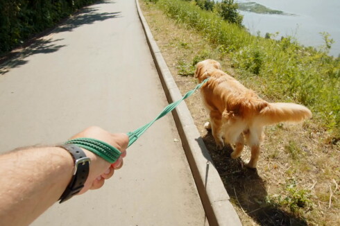man-walking-golden-retriever-pov-cynologist-going-with-labrador-outdoor-professiona-SBV-347115581-HD.mp4.Still001.jpg
